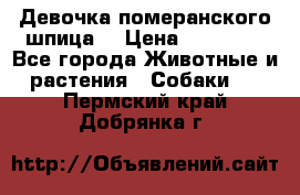 Девочка померанского шпица. › Цена ­ 40 000 - Все города Животные и растения » Собаки   . Пермский край,Добрянка г.
